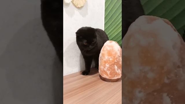 Кошка Милка - королева камуфляжа смотреть онлайн