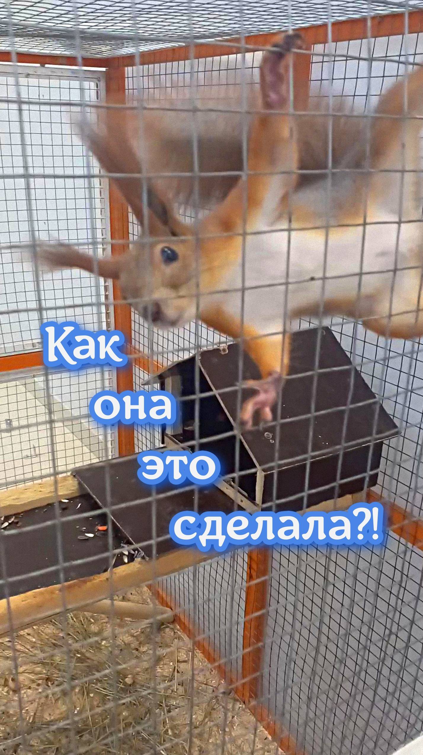 Как она это сделала? смотреть онлайн