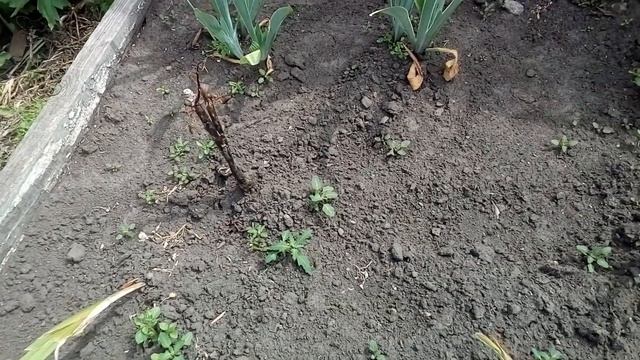 Всем привет! Всего по-маленьку!😊 смотреть онлайн
