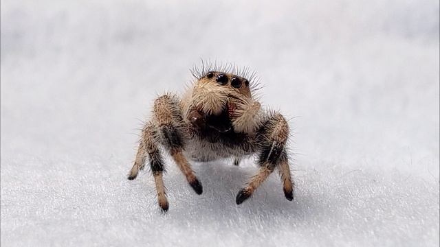 Паучок скакунчик умывается смотреть онлайн