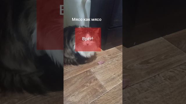 мусьё-зануда, новый ФОНК смотрите все чтобы, Яндекс узнал и были субтитры ато не понятно чё говорят