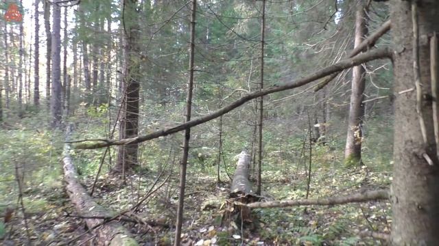 Дневник грибника 28 сентября 2021 года. смотреть онлайн