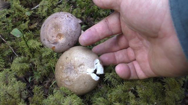 Сравнение Сыроежки родственной и Млечника обыкновенного.