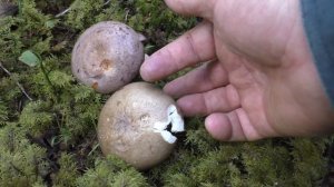 Сравнение Сыроежки родственной и Млечника обыкновенного.