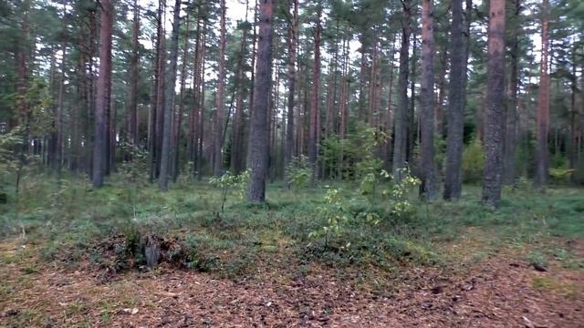 Поиск в разных лесах. Дневник грибника 21 сентября 2020 года. смотреть онлайн