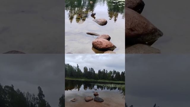 Утка и утята. Александра Миркушова