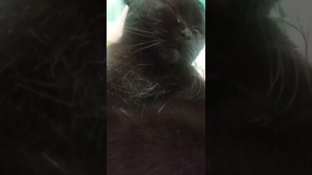 Кэт Милкинсон из вэри тайрэт смотреть онлайн