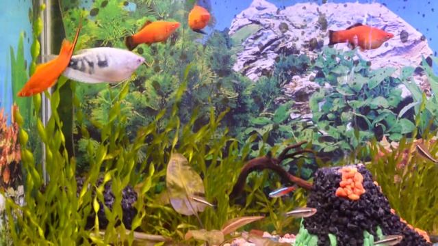 Видео аквариум 2 смотреть онлайн
