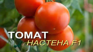 Томат НАСТЕНА F1! Обзор сортов ТОМАТОВ! Советы от ЗЕЛЕНОГО ОГОРОДА!
