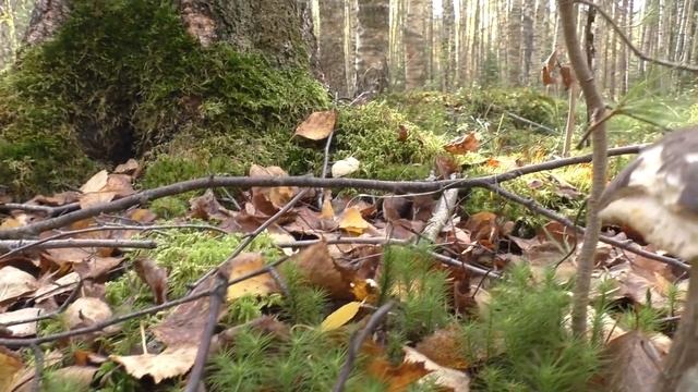 Третий раз на одно место! Дневник грибника 20 сентября 2020 года смотреть онлайн