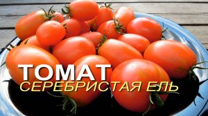 СЕРЕБРИСТАЯ ЕЛЬ! Обзор сортов ТОМАТОВ! Советы от ЗЕЛЕНОГО ОГОРОДА!