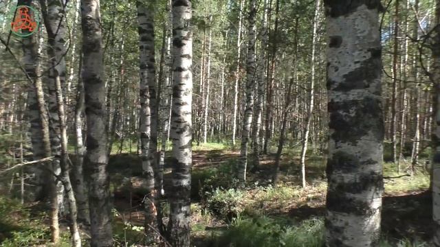 Горожанам ягодники не показывают! Ищем сами! "Лесные ягоды Севера" смотреть онлайн