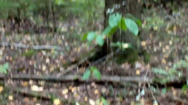 Необыкновенное поле Млечников обыкновенных - Lactarius trivialis