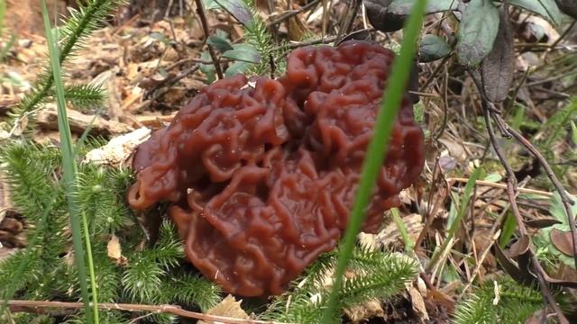 Весь набор весенних грибов! Дневник грибника 15 мая 2020 года. смотреть онлайн