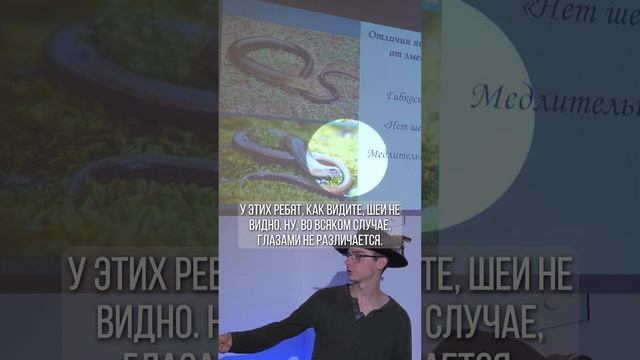 Безногая ящерица или змея? #Зоология #змеи смотреть онлайн