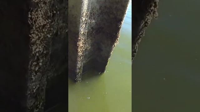 ж.д рельс в озере. полез за ней. откуда она там? смотреть онлайн