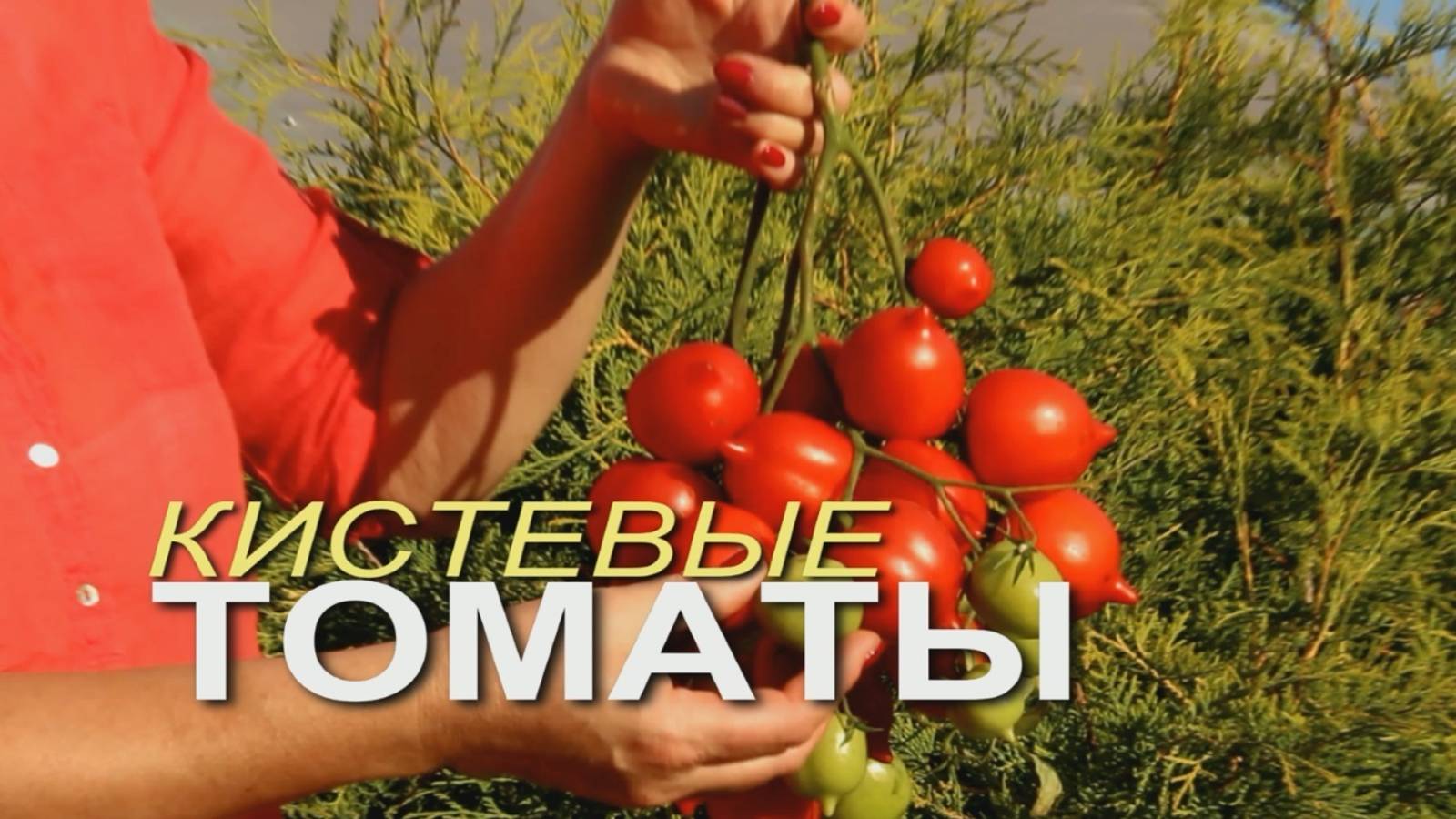 На одной КИСТИ этих УРОЖАЙНЫХ ТОМАТОВ вырастает до 50 плодов! Советы от ЗЕЛЕНОГО ОГОРОДА! смотреть онлайн