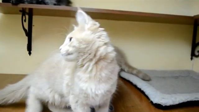 мейн кун котята V_MisterCoon смотреть онлайн