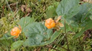 За морошкой на болото. Улома Железная.