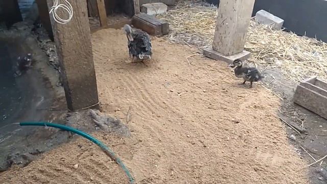 Мои подсадные утки смотреть онлайн