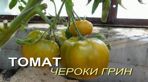 Томат ЧЕРОКИ ГРИН. Обзор сортов ТОМАТОВ!