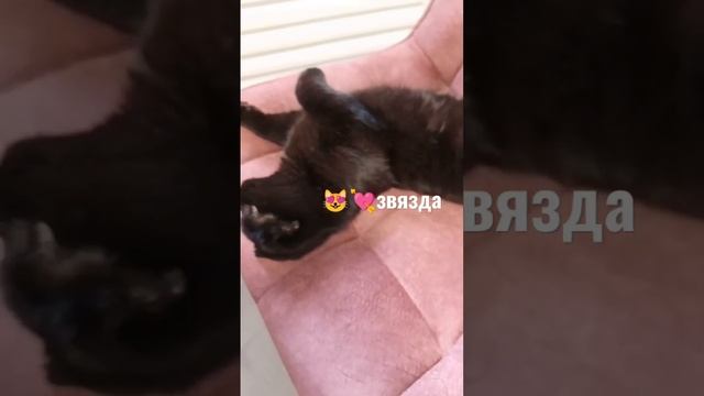 Кошка Милка позирует смотреть онлайн