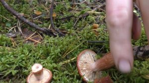 Горькушка   выручает   каждый год.