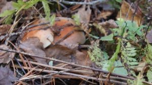 Противоречивый, но всё таки съедобный. Опёнок красно-кирпичный