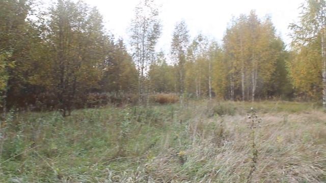 Без человека уже почти 80 лет. Одичавший шиповник.