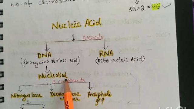 Read Lucent with me (Biology part- 4) смотреть онлайн