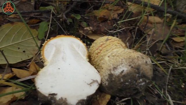 Наши грибы подросли! Дневник грибника от 21 сентября 2021 года. смотреть онлайн