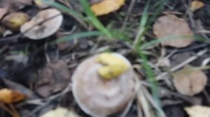 Рыжик еловый - удивительный!