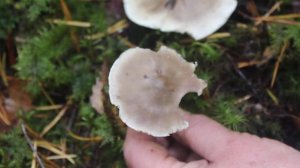 Рядовка мыльная - лучше не брать!