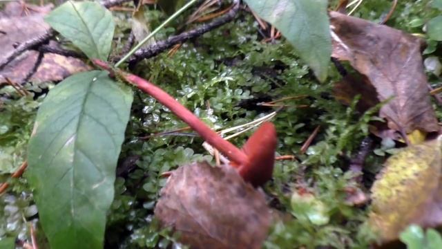 Грибная экзотика. Паутинники, Чешуйчатки, ложноопята и др.. Дневник грибника 6 сентября 2020 года. смотреть онлайн