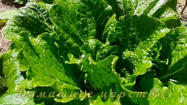 Чтоб пекинка не зацвела! смотреть онлайн