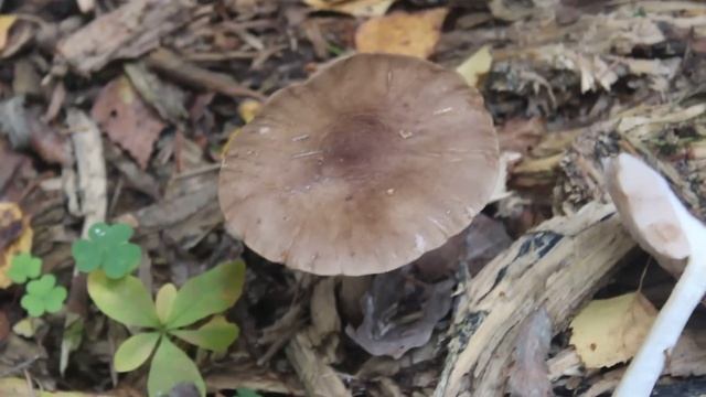 Плютей олений - гриб на гнилушках