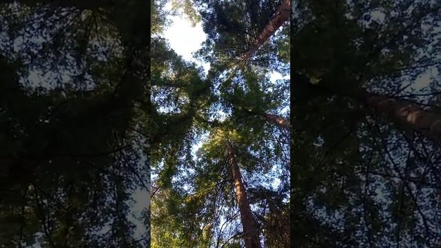 Секвойная роща смотреть онлайн