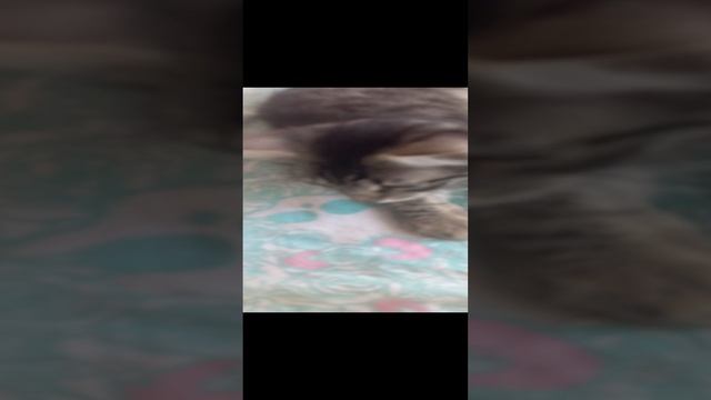 жалко моего кота умер :( 2023 год маленький милкес смотреть онлайн