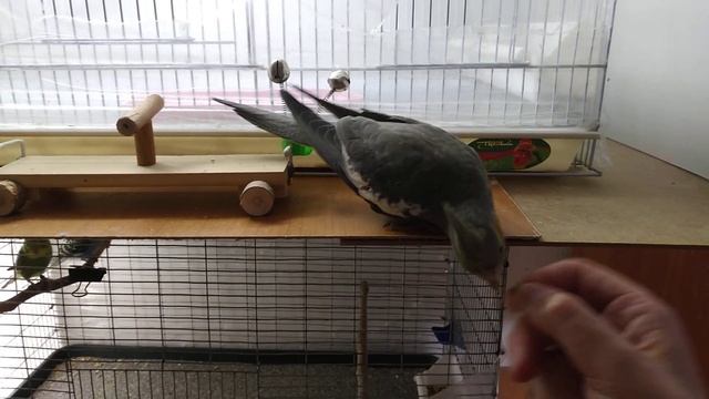 Попугай корелла. #birds #birdslover #birdsounds