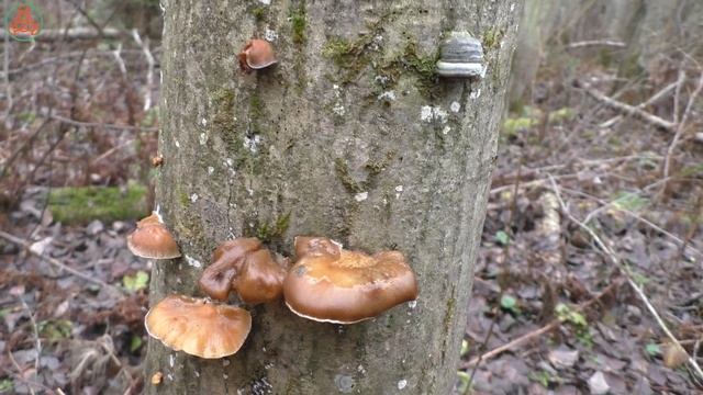 За Опёнком зимним в ольхово-ивовые заросли. "Дневник грибника" 31 октября 2021 года. смотреть онлайн