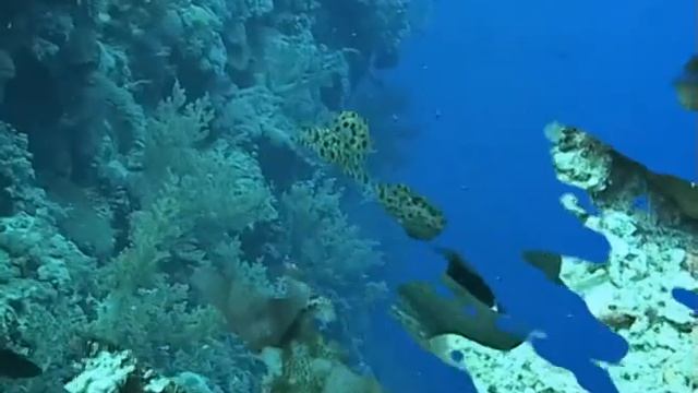 Safari Sea Scoroin 08.2011. Part 3_Dedalus Reef