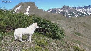 Дог сапиенс - "собака разумная".