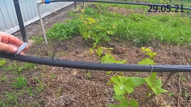 ВИНОГРАДНИК НА 29 МАЯ 2021г. Курская область. смотреть онлайн