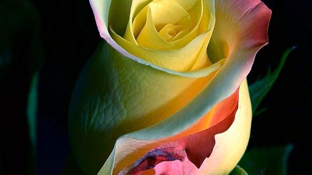 vídeos flores hermosas смотреть онлайн