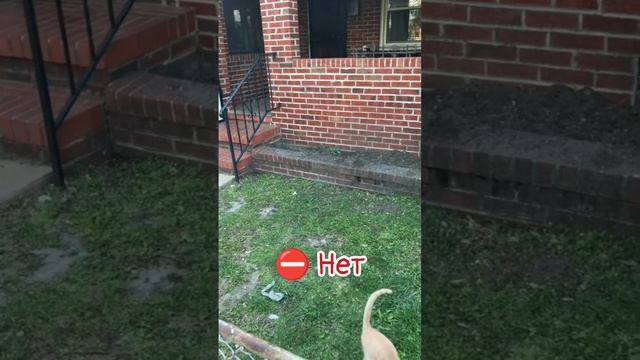 Будут ли дружить кролик с котом смотреть онлайн