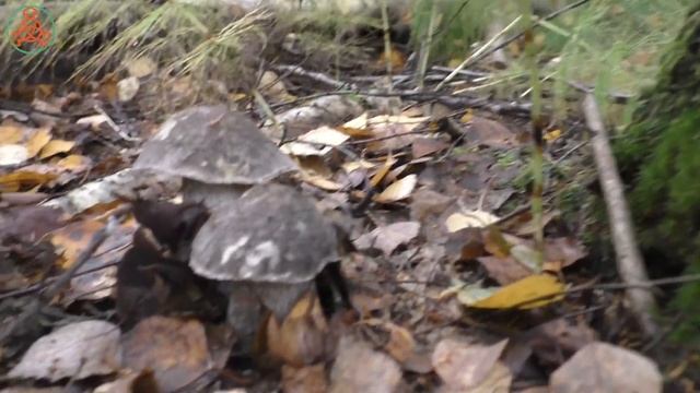 Мы надеялись на опята! Осенние грибы. "Дневник грибника" 23 сентября 2021 года. смотреть онлайн