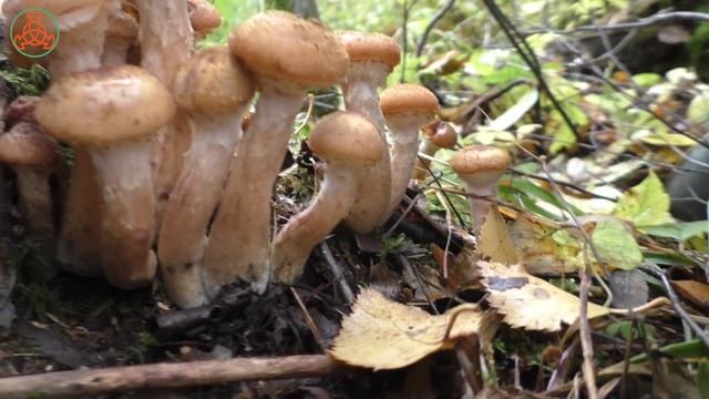 Опасный паразит с приятным вкусом! ОПЁНОК СЕВЕРНЫЙ - Armillaria borealis. смотреть онлайн