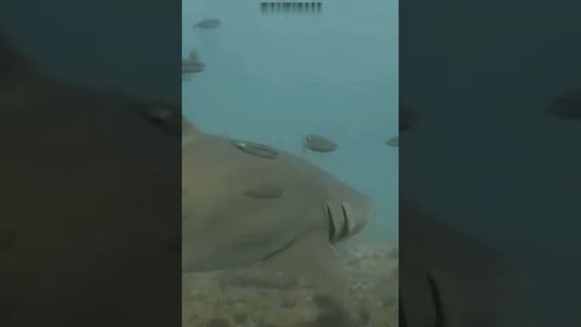 Как я нашёл свой любимый жанр и почему он стал моим фаворитом в комментарии смотреть онлайн