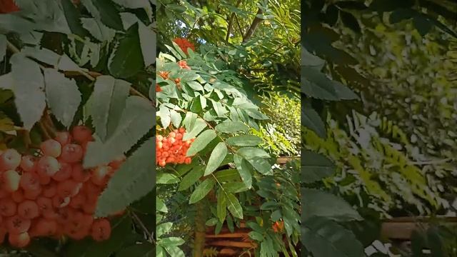 Выйду утром.... смотреть онлайн