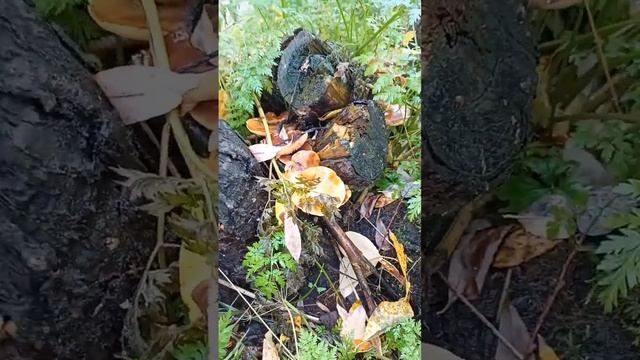 городские грибы смотреть онлайн